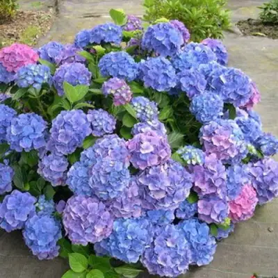 Гортензия БОДЕНСИ крупнолистная в Речице