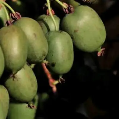 Актинидия РОГОВ аргута в Речице