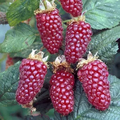 Ежемалина ТАЙБЕРРИ в Речице