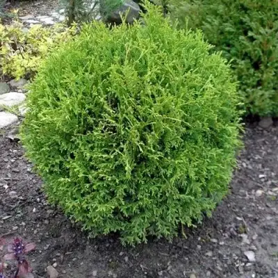 Туя ХОЗЕРИ западная в Речице