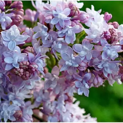 Сирень ПАМЯТЬ О ВАВИЛОВЕ в Речице