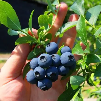 Голубика НОРТ КАНТРИ в Речице