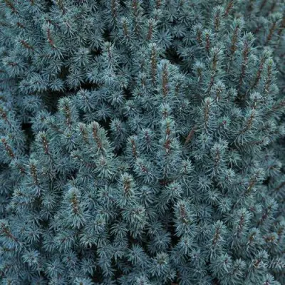 Ель САНДЕРС БЛЮ канадская в Речице