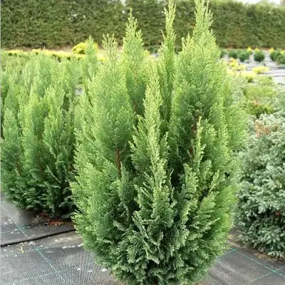 Кипарисовик ЭЛВУДИ ЭМПАЙР лавсона в Речице