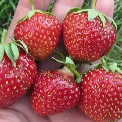 Клубника ВИМА ЗАНТА в Речице