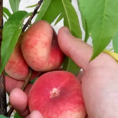 Персик САТУРН ИНЖИРНЫЙ в Речице