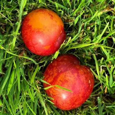 Шарафуга НЕКТАРИННАЯ в Речице