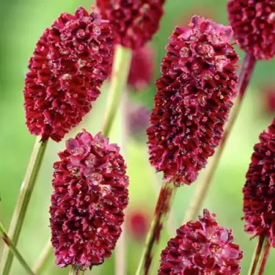 Кровохлебка ТАННА лекарственная в Речице