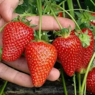 Клубника АЛЬБА в Речице