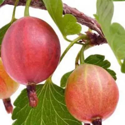 саженцы крыжовника яркого