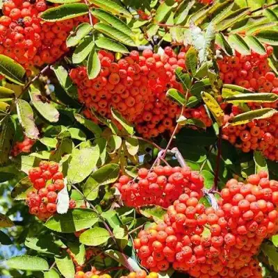 Рябина СОРБИНКА сладкоплодная в Речице