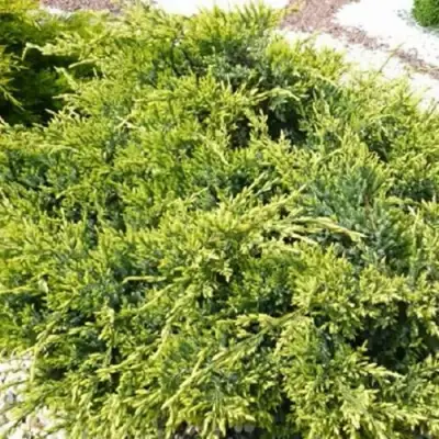 Можжевельник ГОЛД СТАР средний в Речице