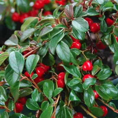 Кизильник Даммера в Речице