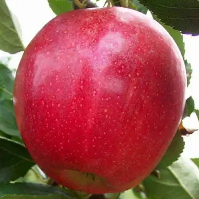 Яблоня ГАЛА МАСТ в Речице