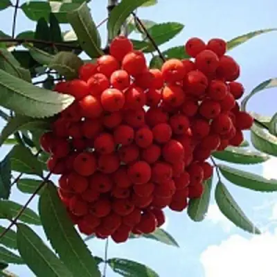 Рябина САХАРНАЯ ПЕТРОВА сладкоплодная в Речице