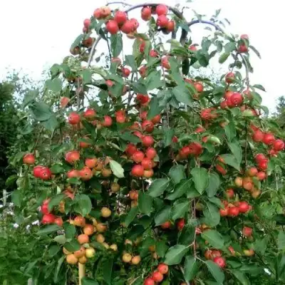 Яблоня ХЮВИНГИЕНЗИС декоративная в Речице