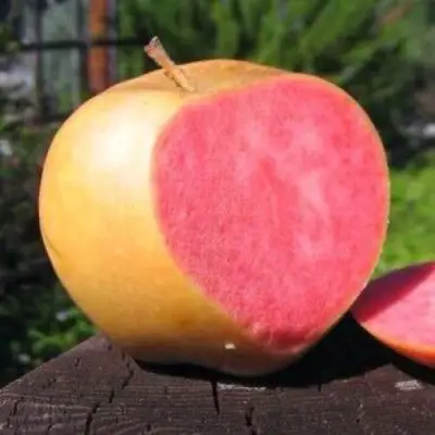 Яблоня ПИНК ПЕРЛ в Речице