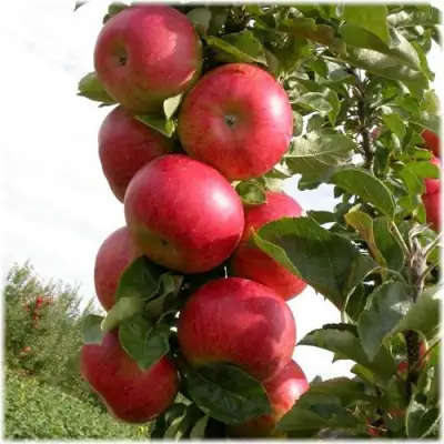Яблоня ОСТАНКИНО колонновидная в Речице