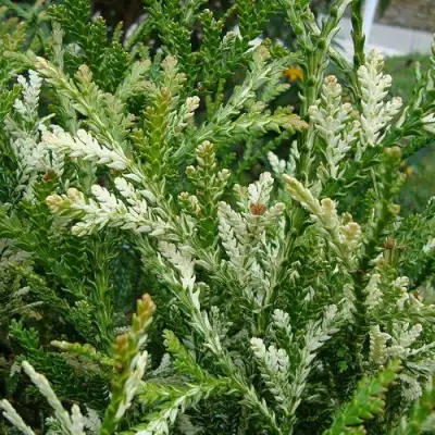 Туевик ВАРИЕГАТА долотовидный в Речице