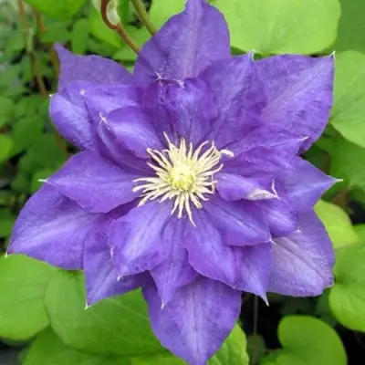 Клематис БЬЮТИ ОФ ВОЧЕСТЕР в Речице