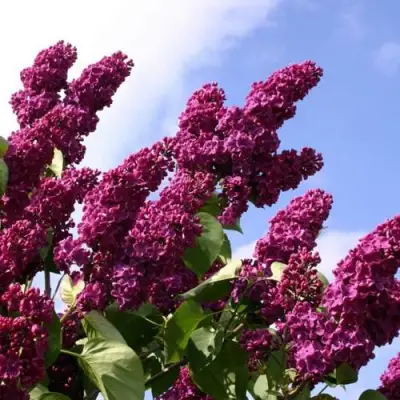 Сирень ЗНАМЯ ЛЕНИНА в Речице