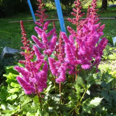 Астильба ЭЛИЗАБЕТ ВАН ВИН японская в Речице