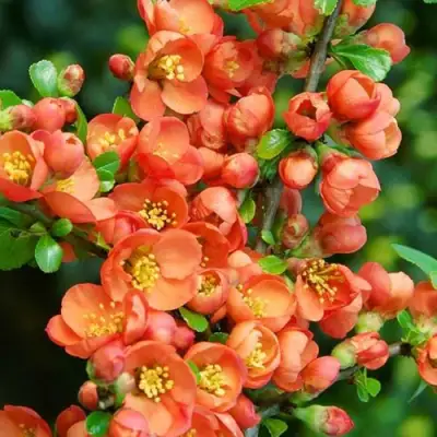 Айва ОРАНЖ ТРЕЙЛ в Речице