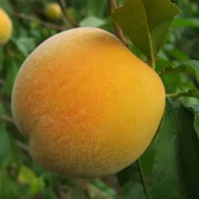 Персик ДОНЕЦКИЙ ЖЕЛТЫЙ в Речице