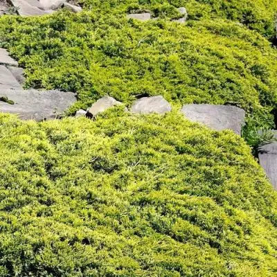 Можжевельник ГОЛДЕН КАРПЕТ горизонтальный  в Речице