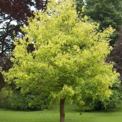 Клен ясенелистный в Речице