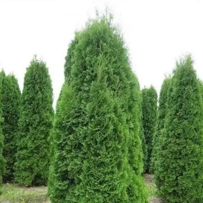 Туя КОЛУМНА западная в Речице