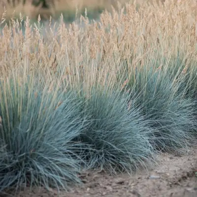 Овсяница АЙСФОГЕЛЬ сизая в Речице