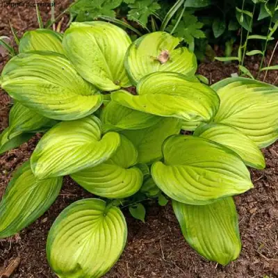 Хоста СТЕЙНД ГЛАСС гибридная в Речице