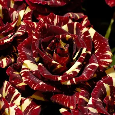 Роза АБРАКАДАБРА чайно-гибридная в Речице