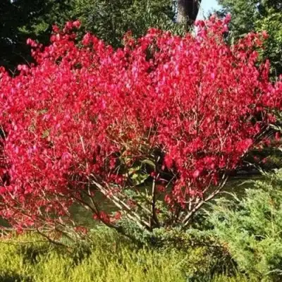 Бересклет ЕВРОПЕЙСКИЙ в Речице