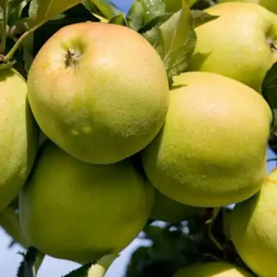 Яблоня МУТСУ в Речице