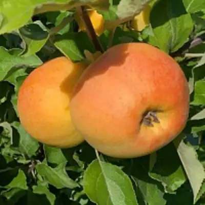 Яблоня АНТОНОВКА ЗОЛОТАЯ в Речице