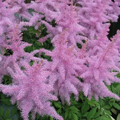 Астильба ГИАЦИНТ Арендса в Речице