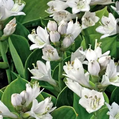 Хоста МОНСТЕР ИРЗ гибридная в Речице