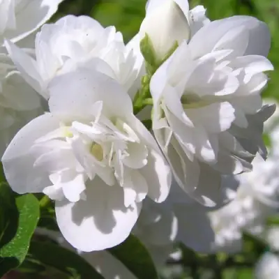 Жасмин ЖИРАНДОЛЬ в Речице