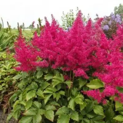 Астильба САННИ ДЕЙ гибридная в Речице