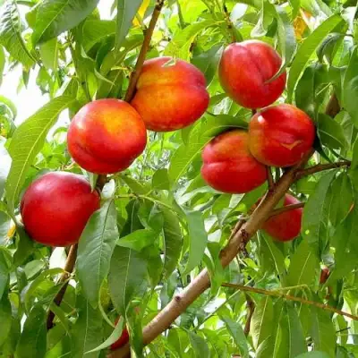 Нектарин ХАРБЛЕЙЗ в Речице