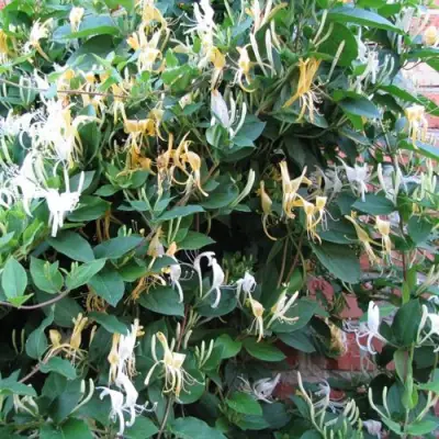 Жимолость ХАЛЛИАНА японская (Хелиана) в Речице