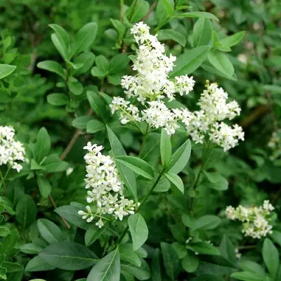 Бирючина обыкновенная АТРОВИРЕНС в Речице