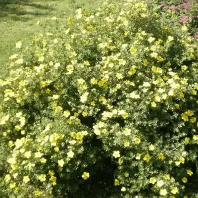 Лапчатка КЛОНДАЙК кустарниковая в Речице