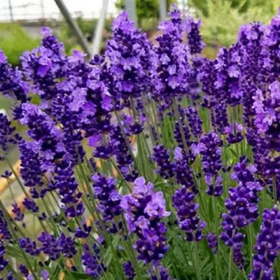 Лаванда ХИДКОТ БЛЮ узколистная в Речице