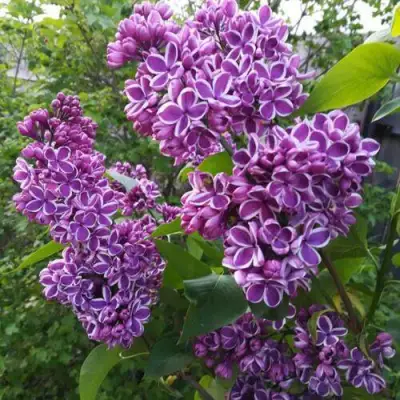 Сирень СЕНСАЦИЯ в Речице