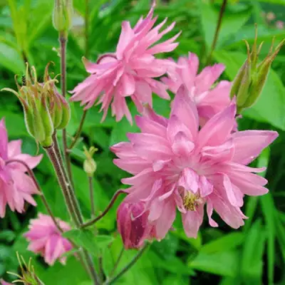 Аквилегия БАРЛОУ ПИНК гибрид МакКаны в Речице