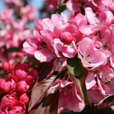 Яблоня РУДОЛЬФ декоративная  в Речице