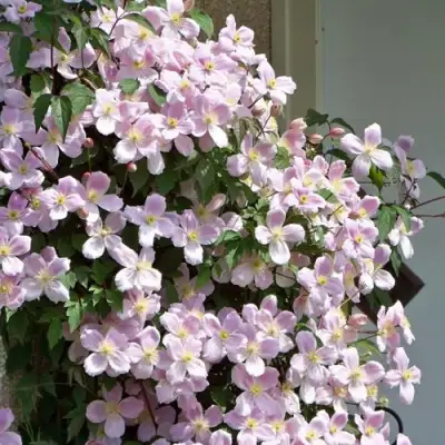 Клематис ГОРНЫЙ в Речице